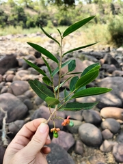 Ochna