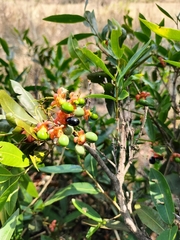 Ochna