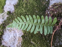 Polypodium