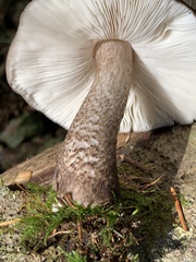 Pluteus exilis