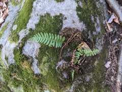 Polypodium