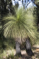 Xanthorrhoea preissii