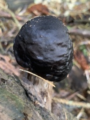 Pluteus exilis