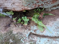 Asplenium pinnatifidum