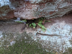 Asplenium pinnatifidum