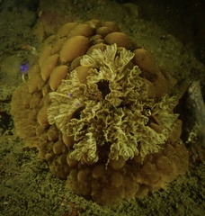 Doris wellingtonensis