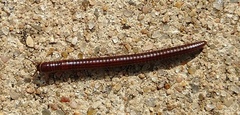 Parajulinae