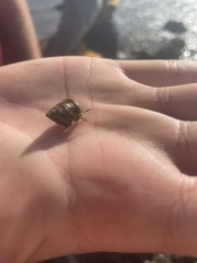 Clibanarius virescens