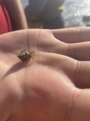 Clibanarius virescens