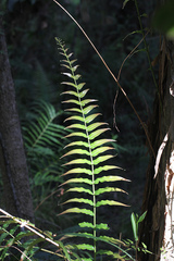 Telmatoblechnum indicum