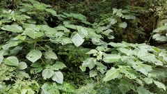 Myriocarpa
