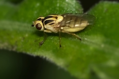 Chloropinae