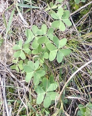 Oxalis drummondii