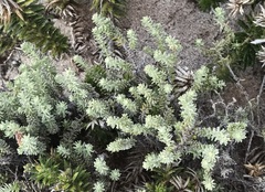 Chenolea diffusa