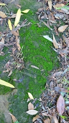 Didymodon