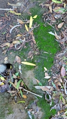 Didymodon