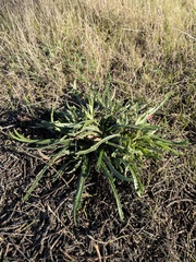 Plantago coronopus