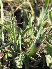 Plantago coronopus