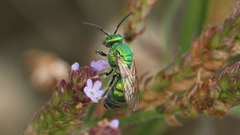 Augochloropsis humeralis