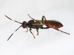 Ichneumon annulatorius