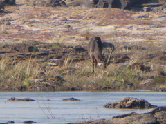 Kobus ellipsiprymnus