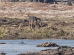 Kobus ellipsiprymnus