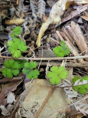 Hydrocotyle elongata