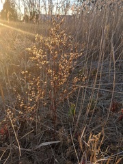 Symphyotrichum subulatum subulatum