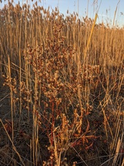 Symphyotrichum subulatum subulatum
