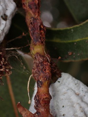 Selitrichodes globulus