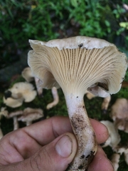 Cantharellus atrolilacinus
