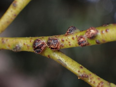 Selitrichodes globulus