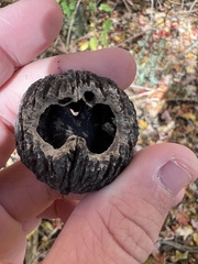 Sciuromorpha