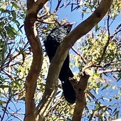 Eudynamys orientalis