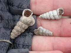 Cerithideopsis californica