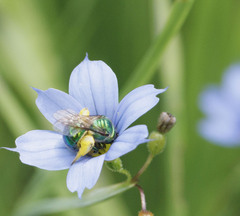 Augochloropsis viridula