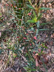 Boronia ledifolia