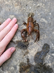Cambarus robustus