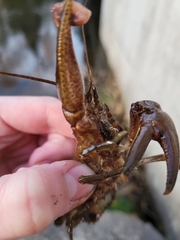 Cambarus robustus