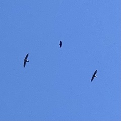 Hirundapus caudacutus