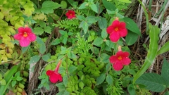 Achimenes erecta