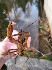 Cambarus robustus