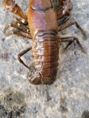 Cambarus robustus