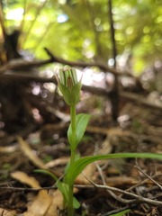 Pterostylis irsoniana