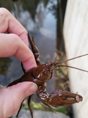 Cambarus robustus