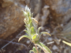 Tetramerium nervosum