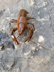 Cambarus robustus
