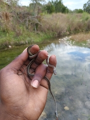 Thamnophis proximus rubrilineatus