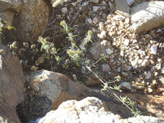 Tetramerium nervosum