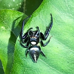 Opisthoncus mordax